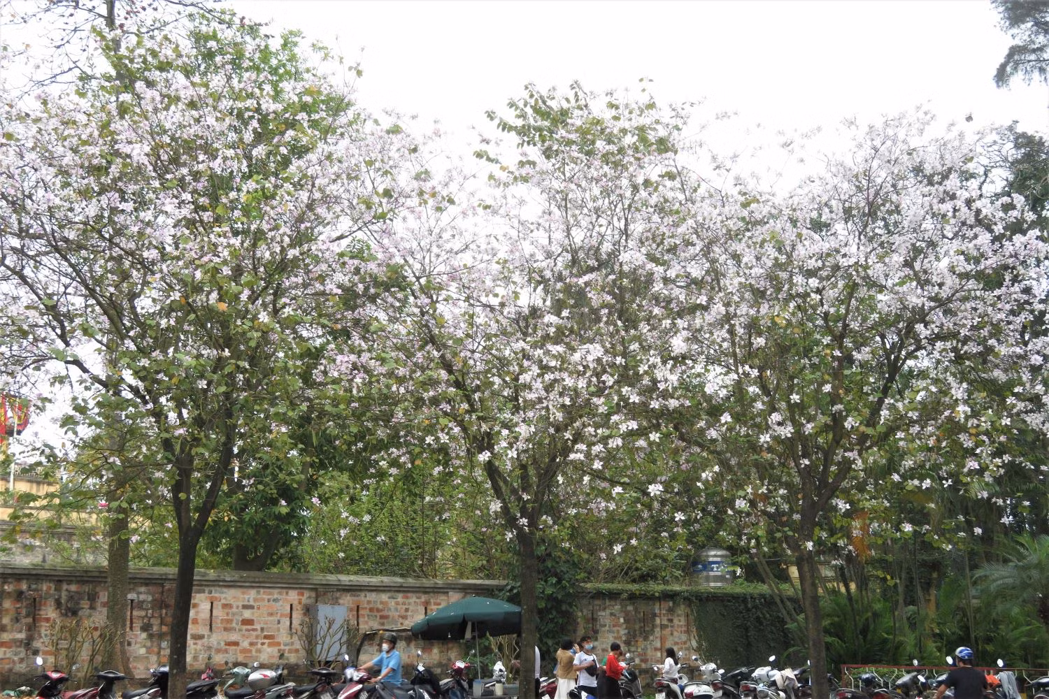 Les fleurs de bauhinie embellissent Hanoï et sa banlieue ảnh 10