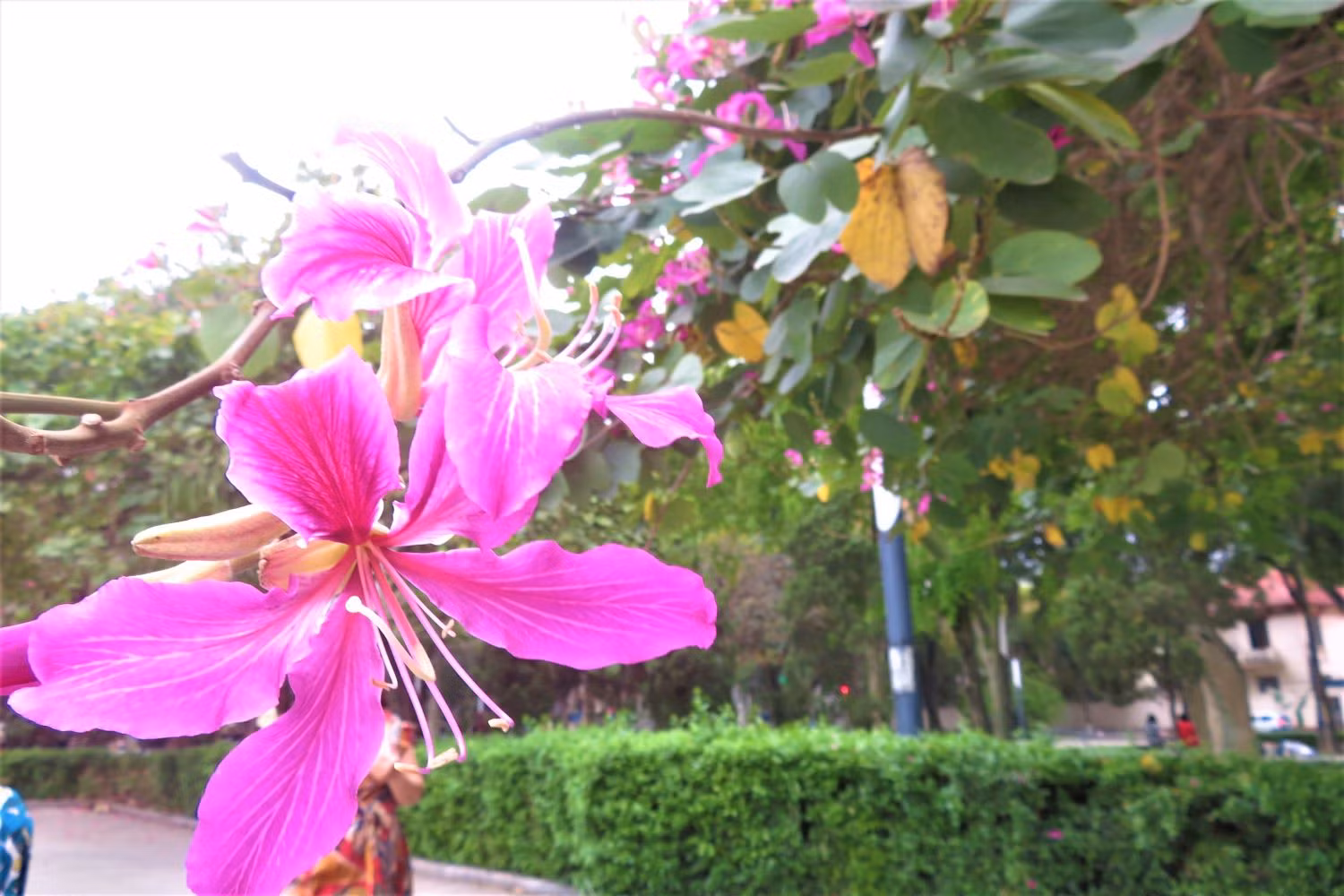 Les fleurs de bauhinie embellissent Hanoï et sa banlieue ảnh 6