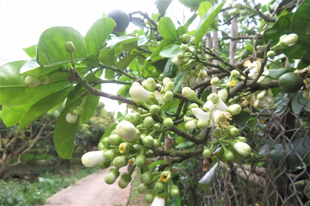 Les fleurs de pamplemoussier dégagent un parfum captivant ảnh 2