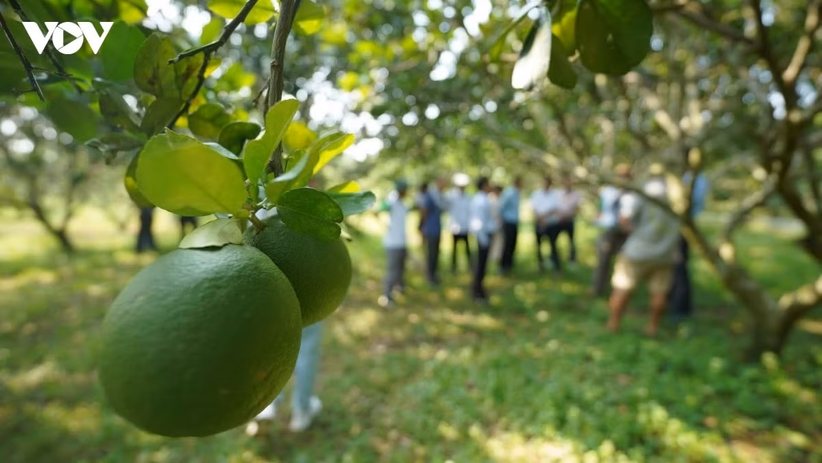 À partir de petits vergers dispersés, la mise en réseau des zones de culture ouvre de nouvelles perspectives aux agriculteurs du Sud du Vietnam.
