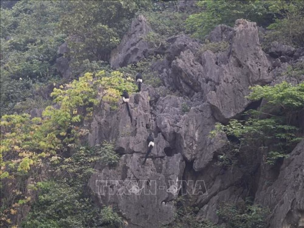 La réserve naturelle des zones humides de Van Long se distingue par ses formations karstiques calcaires, sa biodiversité et l’habitat du langur de Delacour (Trachypithecus delacouri), un primate endémique du Vietnam classé en danger critique d’extinction. Photo: VNA