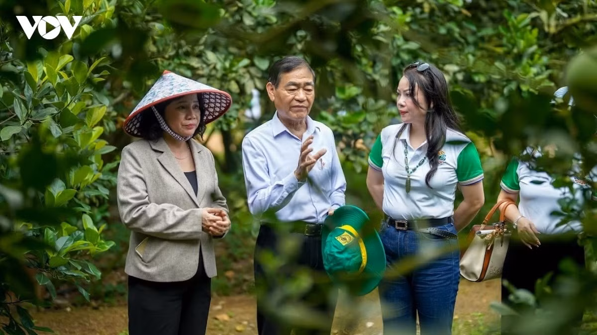 Le Club des entrepreneurs agricoles du Vietnam coopère avec le secteur agricole de Dong Nai et de plusieurs provinces afin de renforcer les liens de production autour de la filière du pamplemousse.