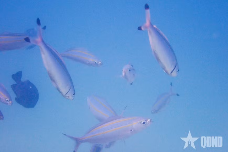 La diversité des organismes marins dans les eaux de Hon Mun.