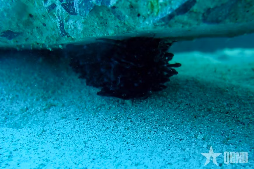 Des poissons trouvent refuge sous la structure.