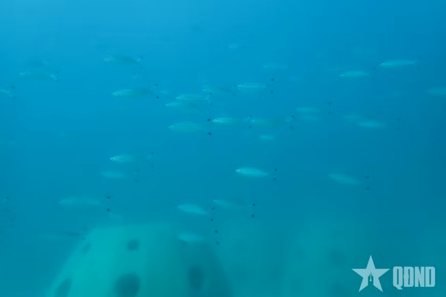 Plusieurs espèces de poissons évoluent autour du récif artificiel.
