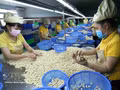 Transformation des noix de cajou destinées à l’exportation. Photo : VNA. 