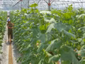 Le secteur agricole est en train de changer de mentalité, passant d'une focalisation sur le rendement à une optimisation de la valeur par unité de surface. Photo : VNA
