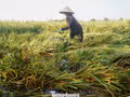 Photo : tienphong.vn