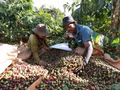 Au cours des huit premiers mois de 2026, le Vietnam a exporté près de 1,7 million de tonnes de café pour plus de 6 milliards de dollars. Photo: VNA 