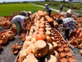 En 2012, «L'art de la poterie du peuple Cham» du village de Binh Duc a été inscrit sur la liste du patrimoine culturel immatériel national. Photo: baolamdong.vn 