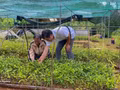 La combinaison de l’agriculture, de la transformation des produits et de l’écotourisme ouvre de nouvelles perspectives de développement pour les zones montagneuses de Da Nang. Photo : VNA.