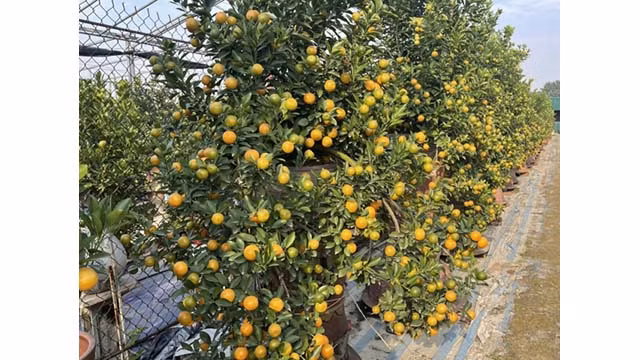 Le prix des kumquats achetés au jardin varie de 1,5 million de dôngs à 30 millions de dôngs/pot selon la forme, la taille et l’ancienneté des plantes. Photo: VOV Le prix des kumquats achetés au jardin varie de 1,5 million de dôngs à 30 millions de dôngs/pot selon la forme, la taille et l’ancienneté des plantes. Photo: VOV