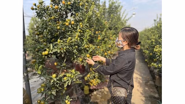 Le froid tardif de cette année a également une petite influence sur le développement des kumquats. Photo : VOV Le froid tardif de cette année a également une petite influence sur le développement des kumquats. Photo : VOV