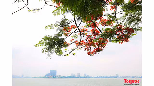 Les flamboyants au lac de l’Ouest fleurissent depuis le début du mois de mai, la période la plus fleurie est la fin du mois de mai. Photo : toquoc.vn Les flamboyants au lac de l’Ouest fleurissent depuis le début du mois de mai, la période la plus fleurie est la fin du mois de mai. Photo : toquoc.vn
