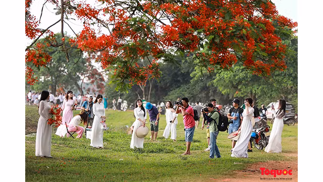 De nombreux photographes s’y réunissent pour capturer les plus beaux moments des flamboyants. Photo : toquoc.vn De nombreux photographes s’y réunissent pour capturer les plus beaux moments des flamboyants. Photo : toquoc.vn