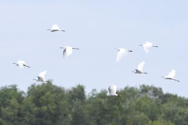 Les autorités de la province de Dông Thap et du parc sont très conscientes de l'importance de préserver et de développer ce précieux oiseau en voie d'extinction. Photo : nongnghiep.vn