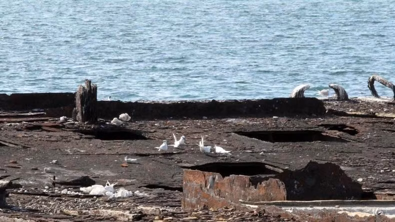 Aujourd’hui, de nombreux nids de goélands occupent l’ancien ponton rouillé. Aujourd’hui, de nombreux nids de goélands occupent l’ancien ponton rouillé.