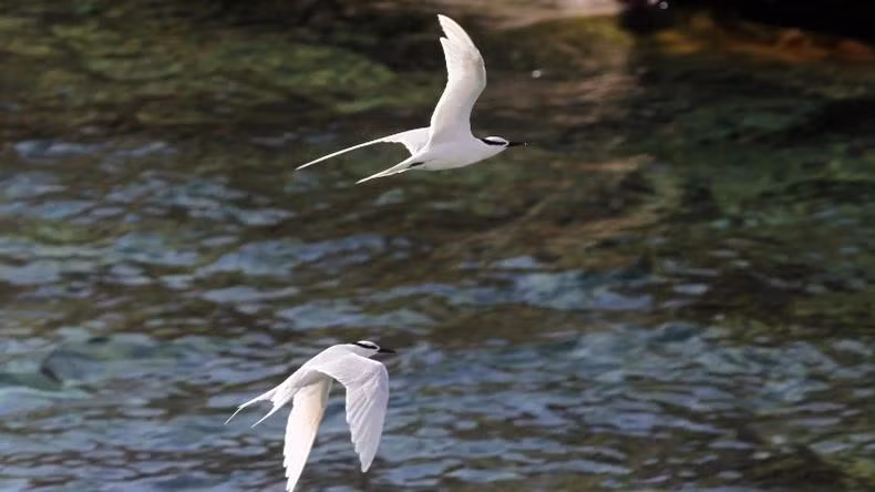 Un couple de goélands déploie ses ailes au-dessus du large. Un couple de goélands déploie ses ailes au-dessus du large.