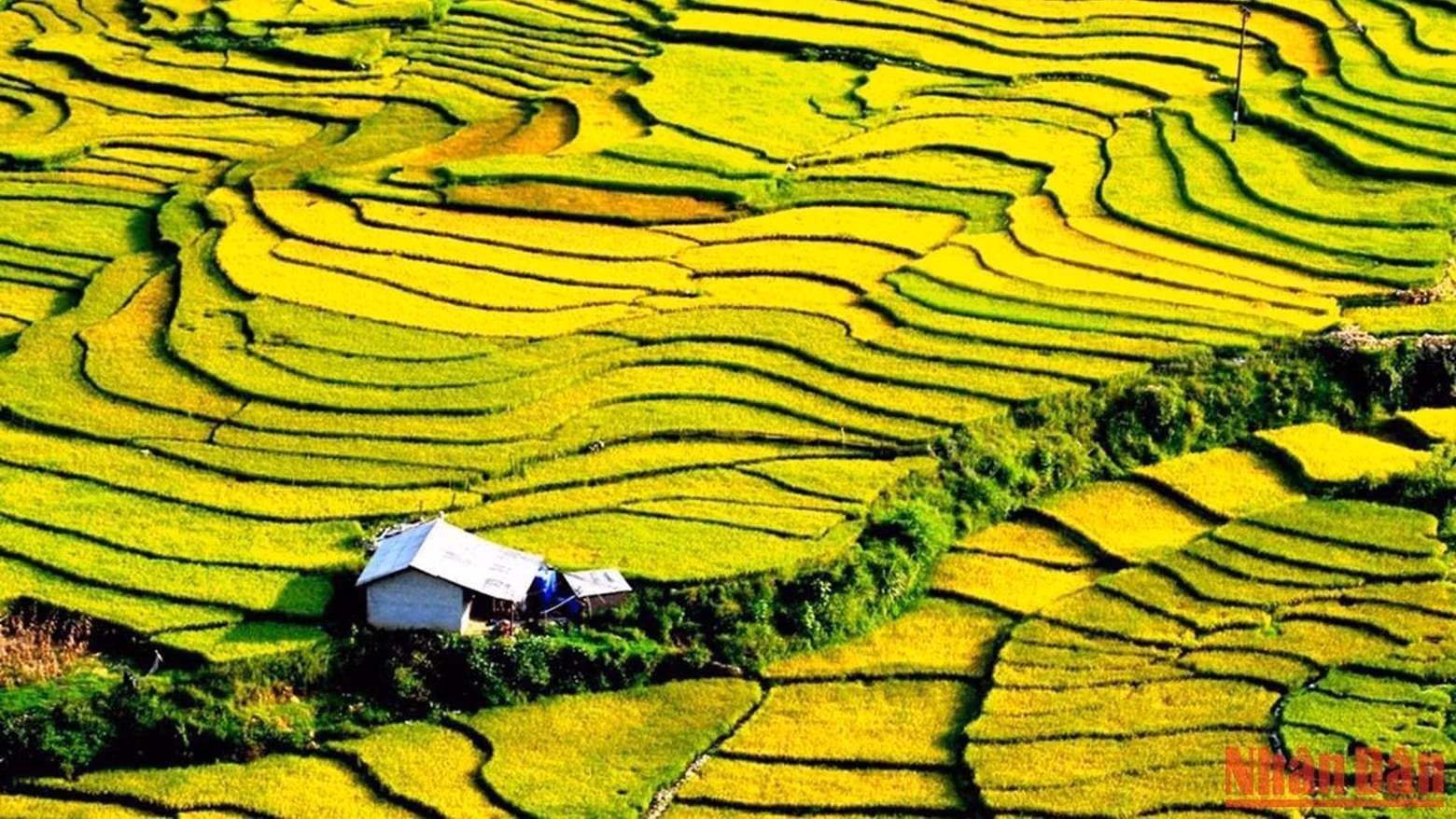 De la mi-août au début septembre, Sapa est réputée pour la beauté de ses rizières en terrasses. Photo: NDEL De la mi-août au début septembre, Sapa est réputée pour la beauté de ses rizières en terrasses. Photo: NDEL