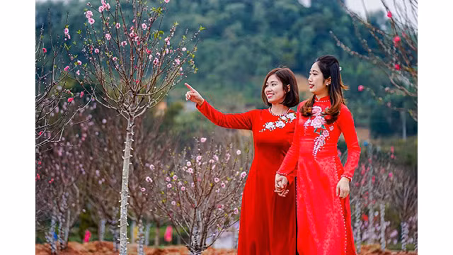 Le point culminant du programme est un jardin d’expérience, qui rassemble 1 500 pêchers de toutes sortes avec une variété de belles et précieuses variétés de pêches indigènes. Photo : vneconomy.vn