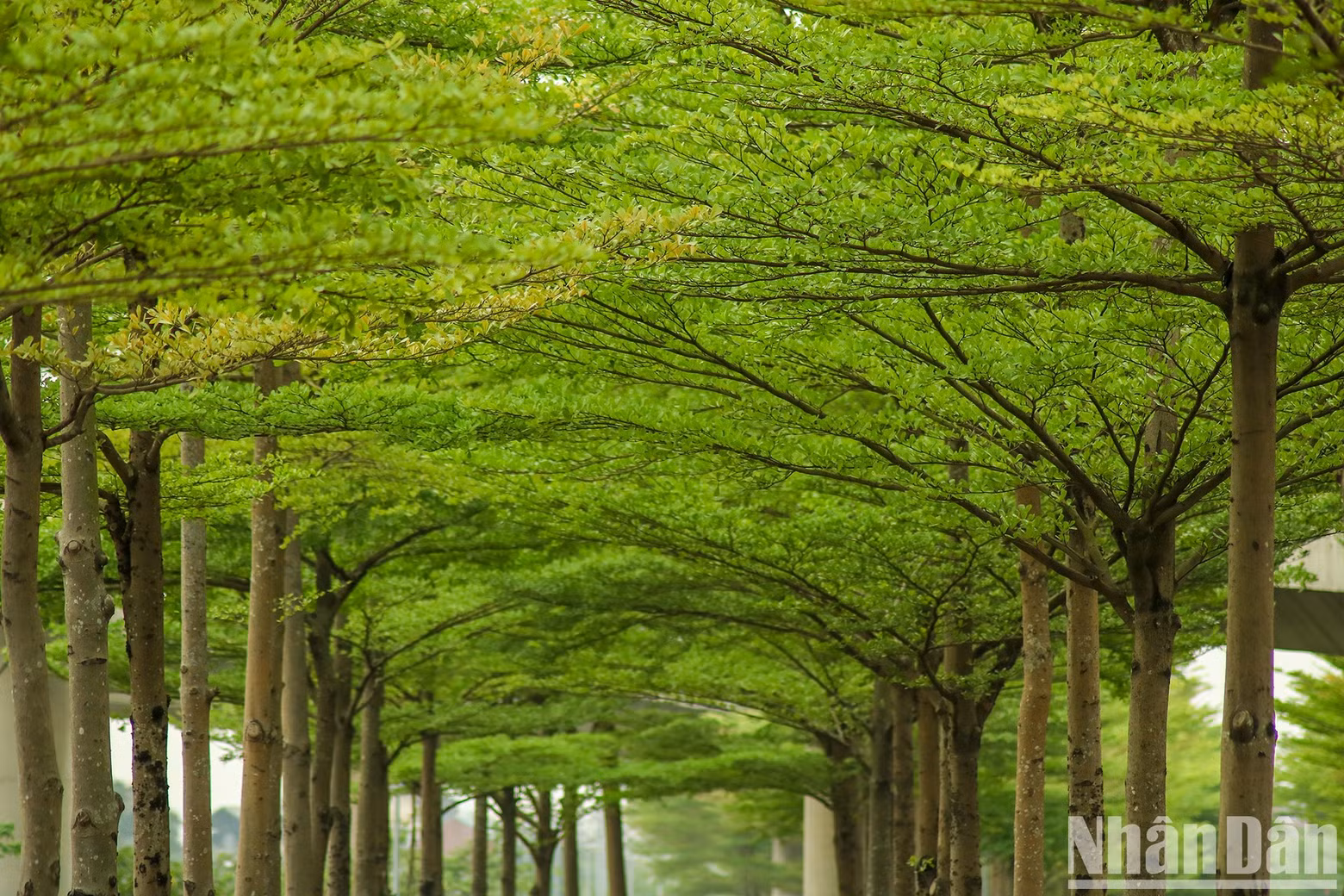 Les feuilles vertes contrastent avec le bleu clair. Photo : NDEL.
