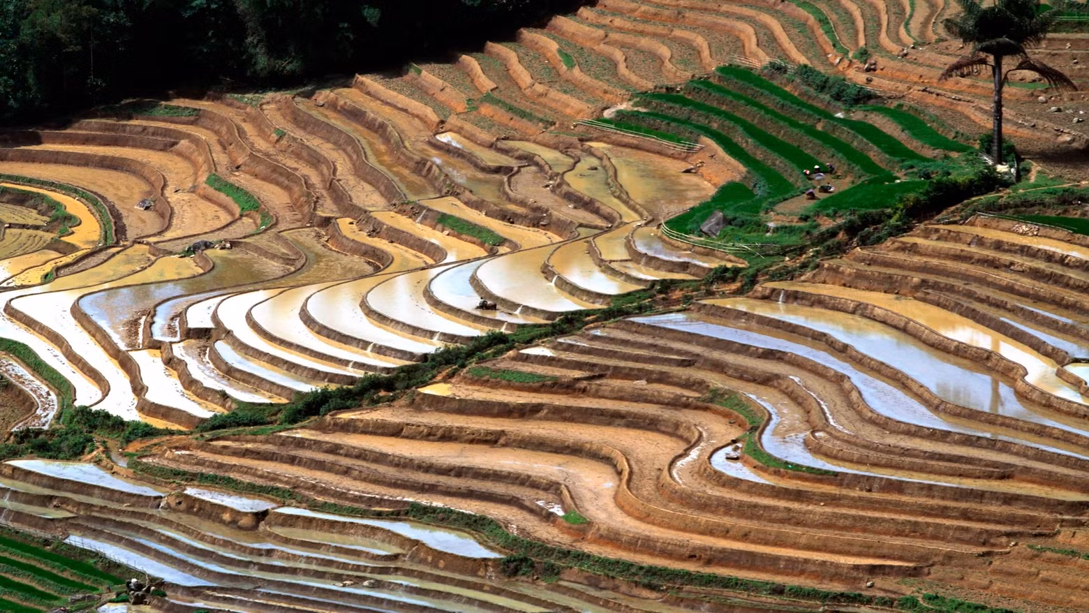 Les rizières en terrasses sont une forme d'agriculture sur des terres en pente familière aux habitants des hautes terres de Lai Châu. Photo : nhandan.vn