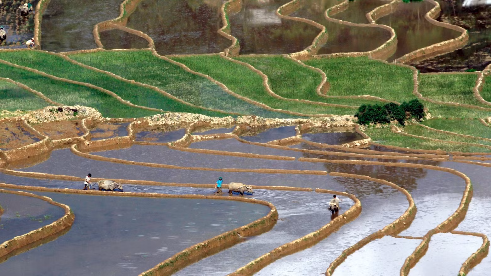 Les rizières en terrasses contribuent à créer le paysage paisible et rustique de la région montagneuse de Lai Châu. Photo : nhandan.vn