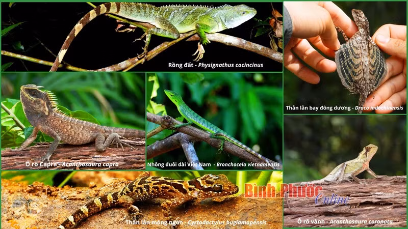 Groupe de geckos. Groupe de geckos.