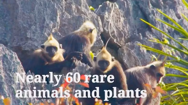 Les espèces endémiques répertoriées dans le livre rouge de l'Archipel de Cat Bà sont présentées dans le clip diffusé sur la chaîne de télévision CNN. Photo : nhandan.vn Les espèces endémiques répertoriées dans le livre rouge de l'Archipel de Cat Bà sont présentées dans le clip diffusé sur la chaîne de télévision CNN. Photo : nhandan.vn