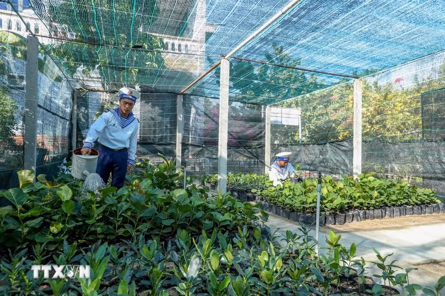 ...avec de nombreux types comme Barringtonia asiatica, Heliotropium foertherianum..., fournit à l'île et aux îles voisines plus de 6.000 plants, contribuant à rendre Truong Sa plus verte.