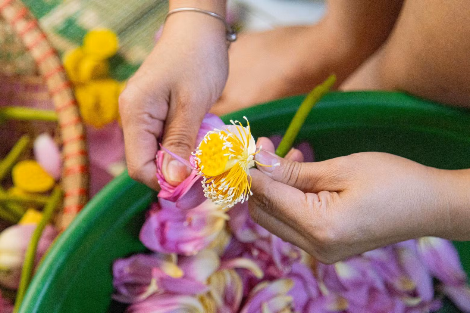L'anthère de lotus est un ingrédient indispensable utilisé dans le thé au lotus.
