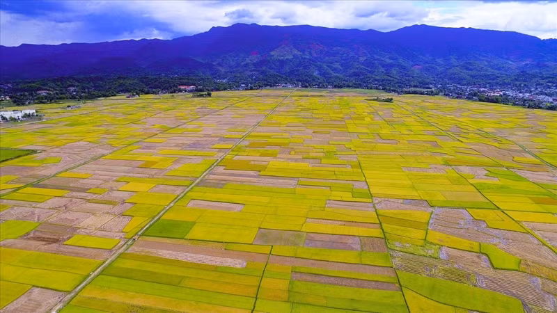 À la saison des récoltes, les rizières vus d'en haut ressemblent à des palettes de couleurs brillantes. (Photo : Xuan Tu/VNA)