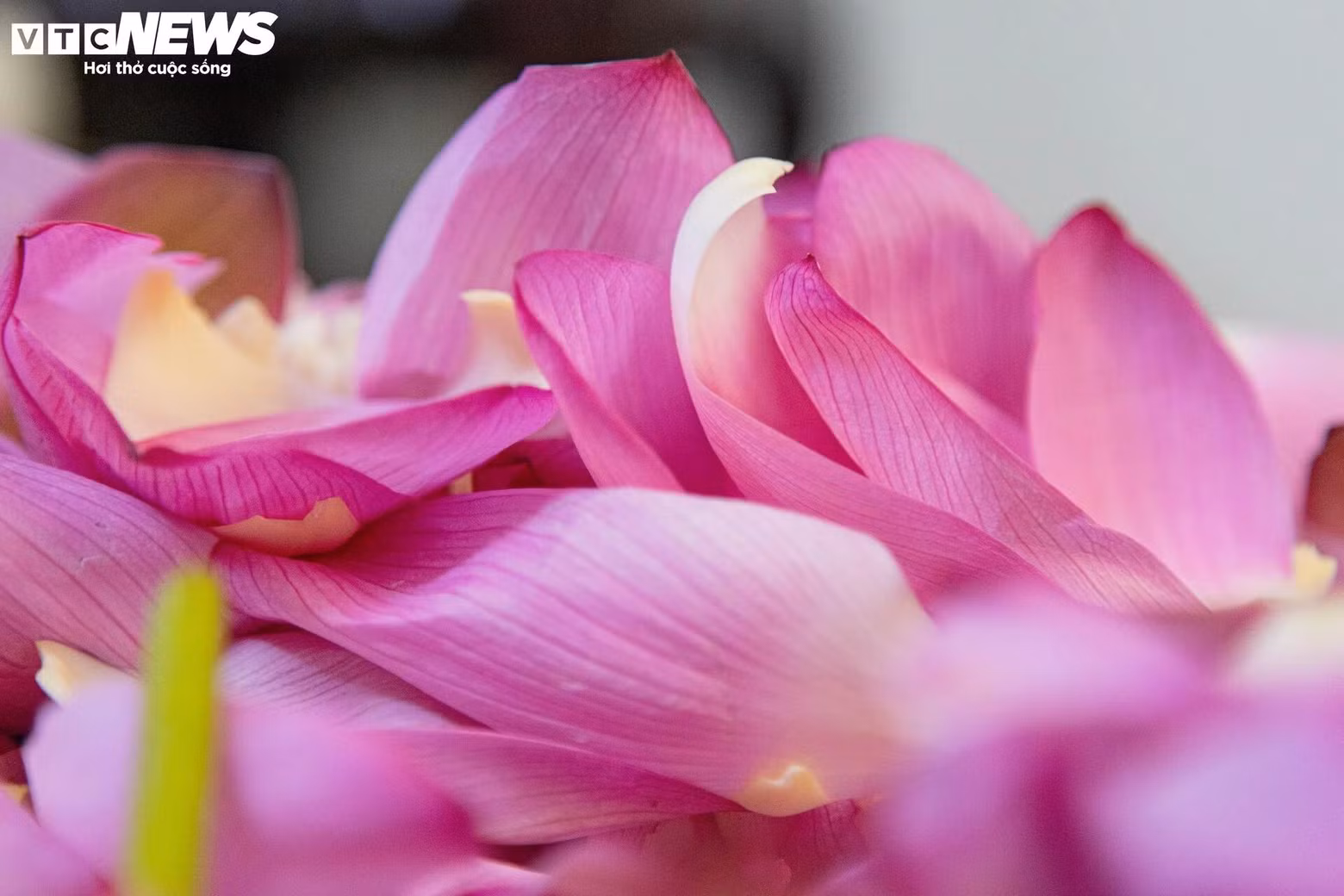 L’obtention de l’anthère du lotus est une étape clé dans le processus de fabrication du thé au lotus.
