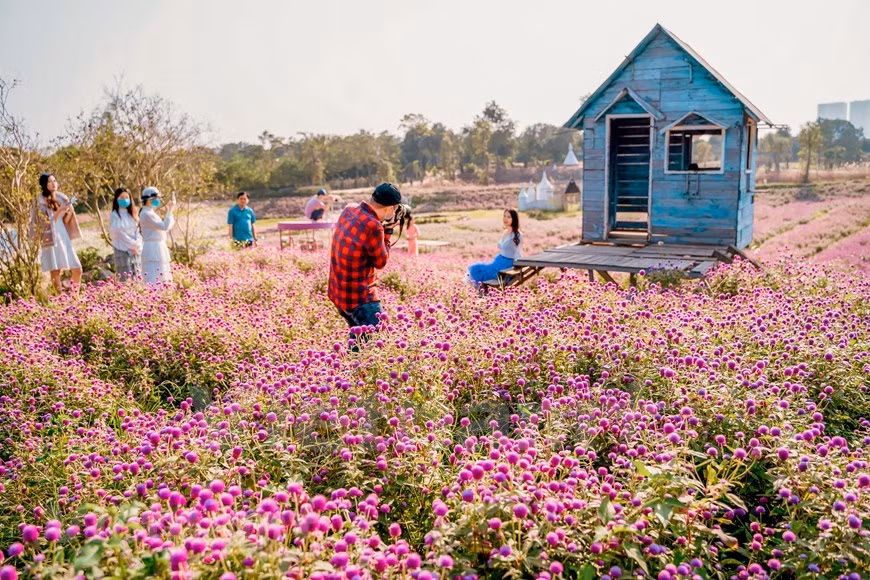 Femmes et jeunes filles, parées de leurs plus belles tuniques, flânent devant les fleurs violettes et attendent avec impatience leur tour d’être photographiées. Femmes et jeunes filles, parées de leurs plus belles tuniques, flânent devant les fleurs violettes et attendent avec impatience leur tour d’être photographiées.