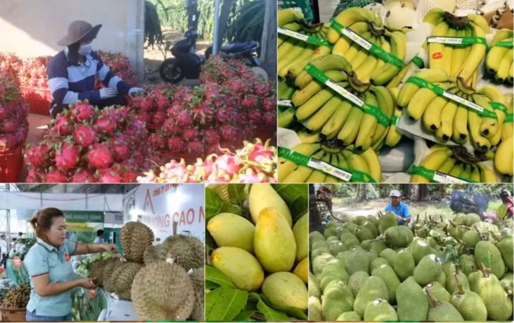Les exportations de produits agricoles, sylvicoles et aquatiques rapportent chaque année au Vietnam plus de 50 milliards de dollars.