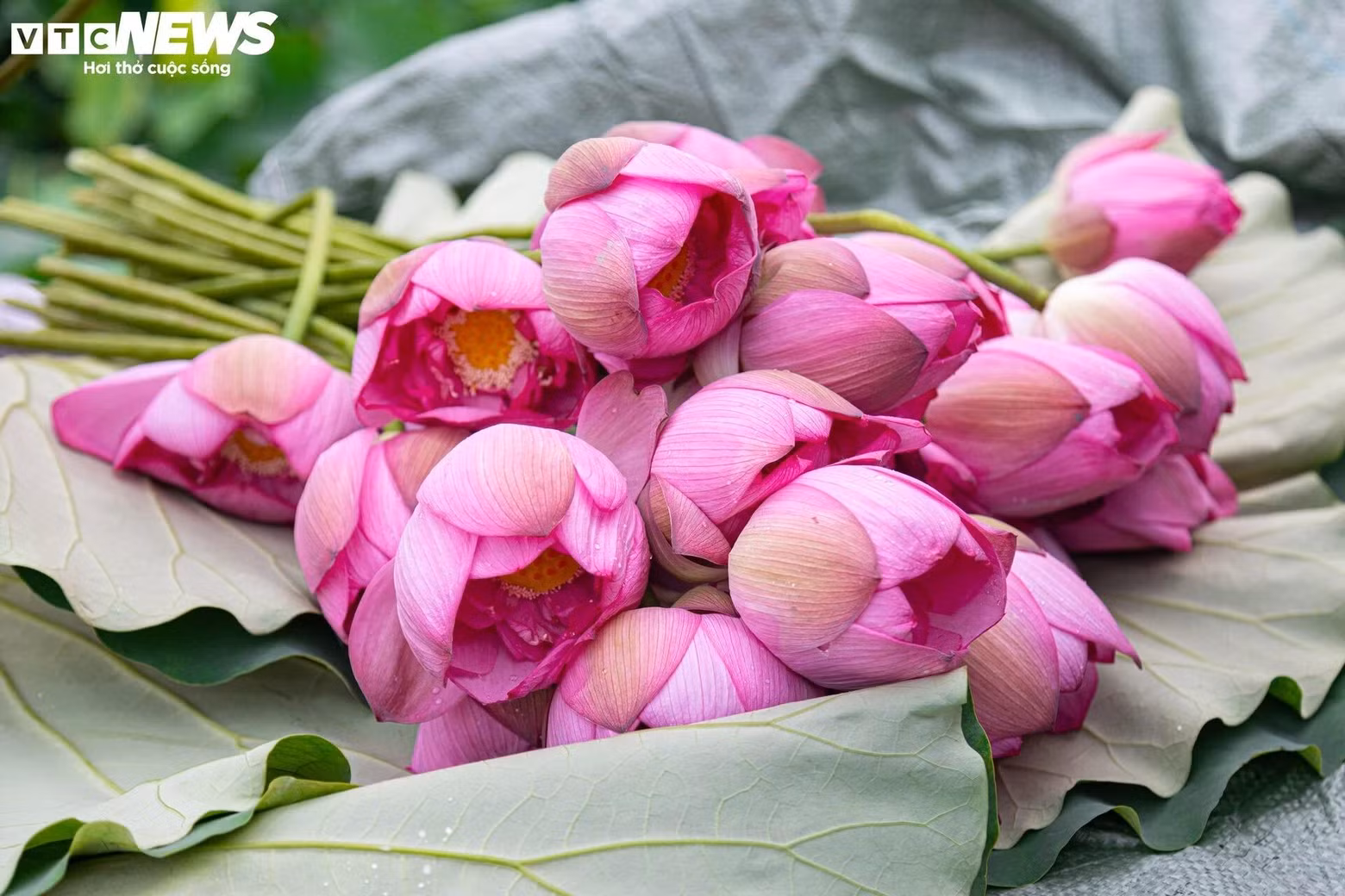 Tôt le matin de l'été, les villageois locaux rapportaient chez eux des fleurs de lotus qu'ils cueillaient dans le lac de l'Ouest, dans l’arrondissement de Tay Ho.