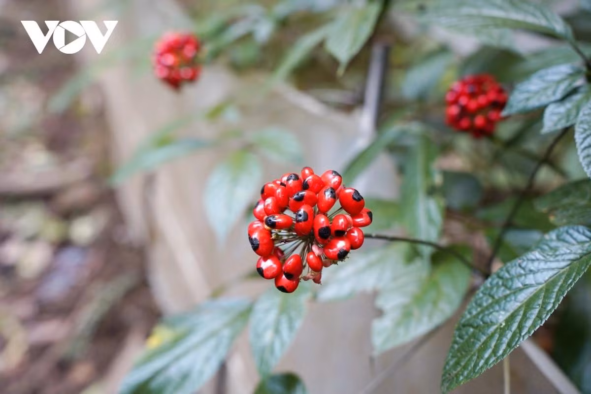 Parmi les 5 meilleurs ginsengs au monde, le ginseng Ngoc Linh se trouve en tête car il contient jusqu'à 52 composés de saponine. Photo : VOV. Parmi les 5 meilleurs ginsengs au monde, le ginseng Ngoc Linh se trouve en tête car il contient jusqu'à 52 composés de saponine. Photo : VOV.