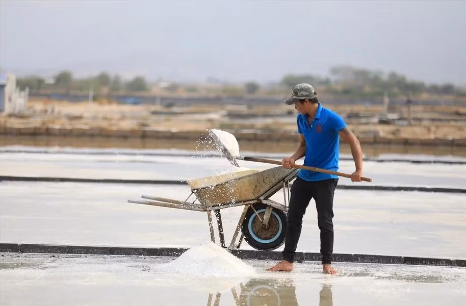 Chacun a son rôle à jouer dans les salines. Certains rassemblent le sel en tas à l'aide de râteaux, tandis que d'autres le chargent habilement sur des chariots. Photo : VNA.