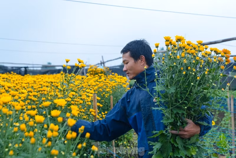 Un producteur local récolte des chrysanthèmes.