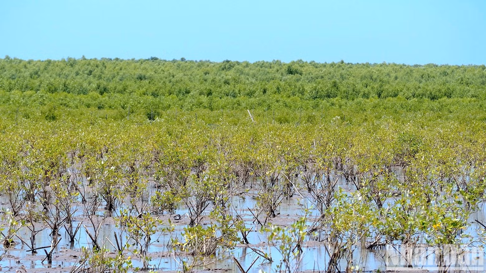 La majorité de cette superficie appartient à la Réserve mondiale de biosphère de Cà Mau, avec des espèces endémiques telles que le palétuvier noir, le palétuvier blanc, l’avicennia, le palétuvier gris, les melaleucas ou encore le palmier nipa. Photo : NDEL