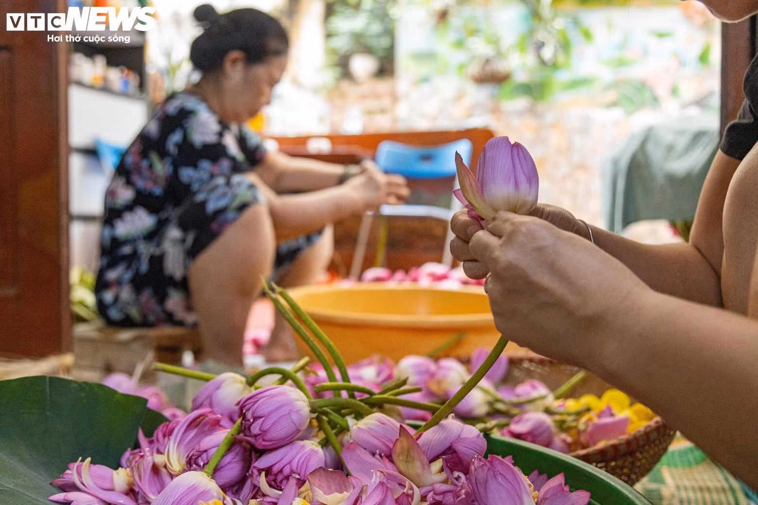 La préparation du thé au lotus est en soi un art apprécié par ceux qui le pratiquent encore.