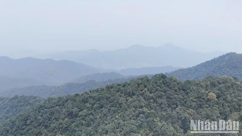 La forêt d'abricotiers séculaires fait partie du complexe paysager de Non Mai – Song Han. Photo : NDEL