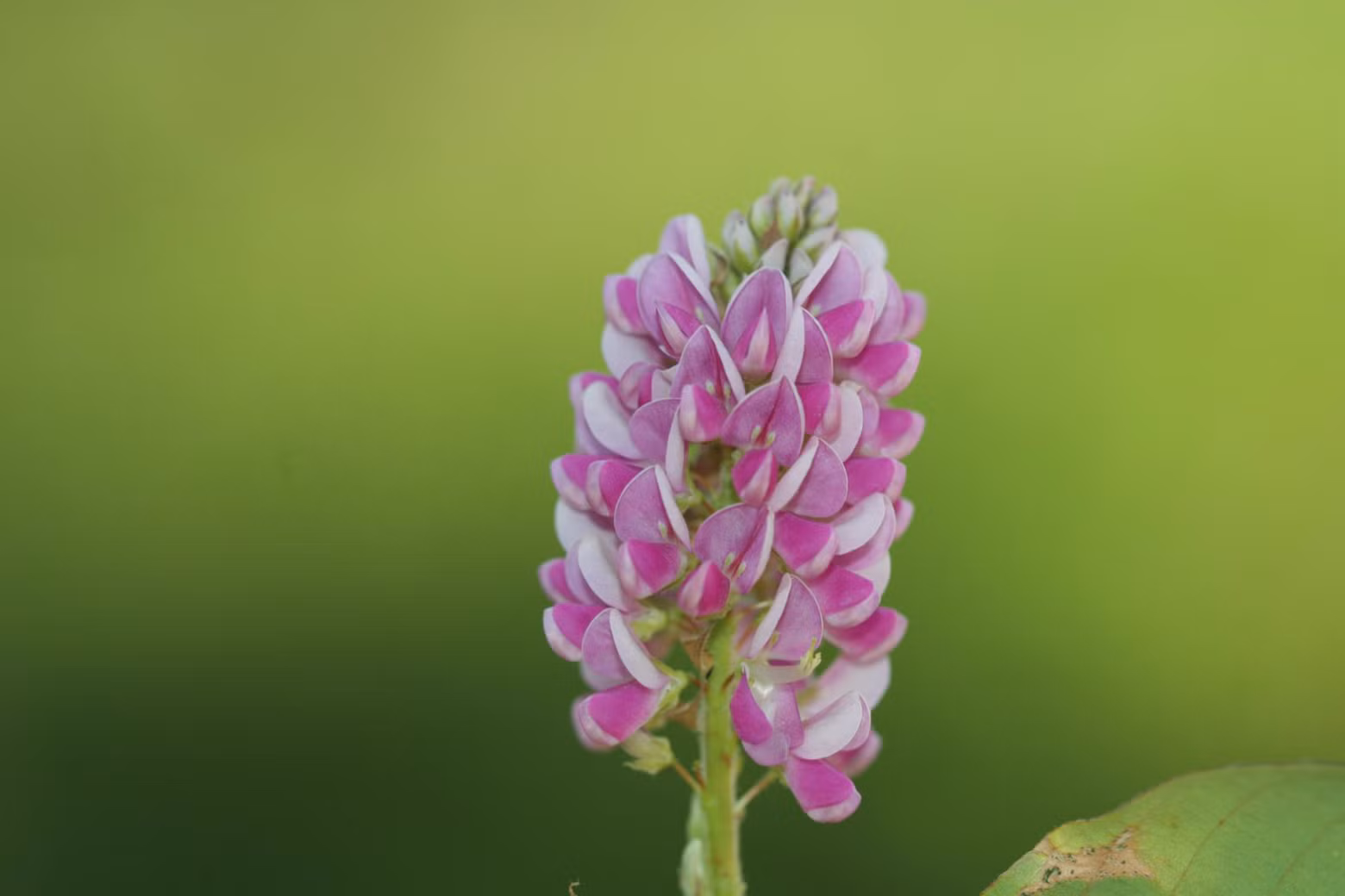 Desmodium est un genre de plantes dicotylédones de la famille des Fabaceae, sous-famille des Faboideae, à répartition pantropicale, qui comprend plus de 300 espèces. Ce sont des plantes herbacées, des arbustes ou des arbrisseaux, aux feuilles généralement trifoliées et aux fleurs petites et nombreuses groupées en grappes ou panicules. Les plantes du genre Desmodium sécrètent des substances chimiques qui repoussent les insectes et tuent certaines semences.