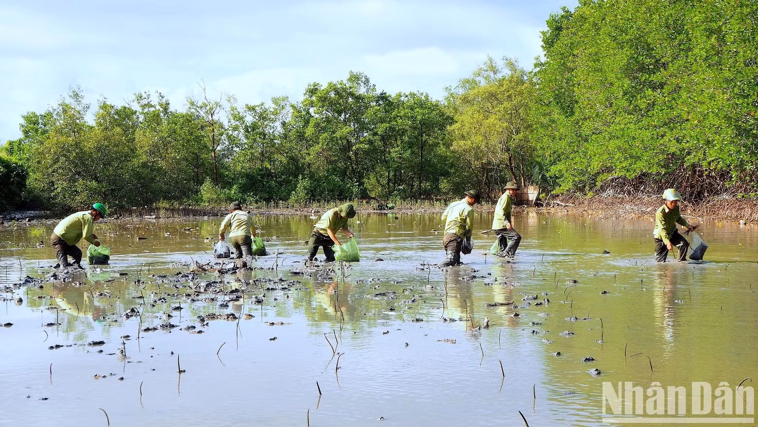 Les gardes forestiers de la province de Ca Mau participent à la plantation de forêts de mangroves dans les zones côtières. Photo : NDEL