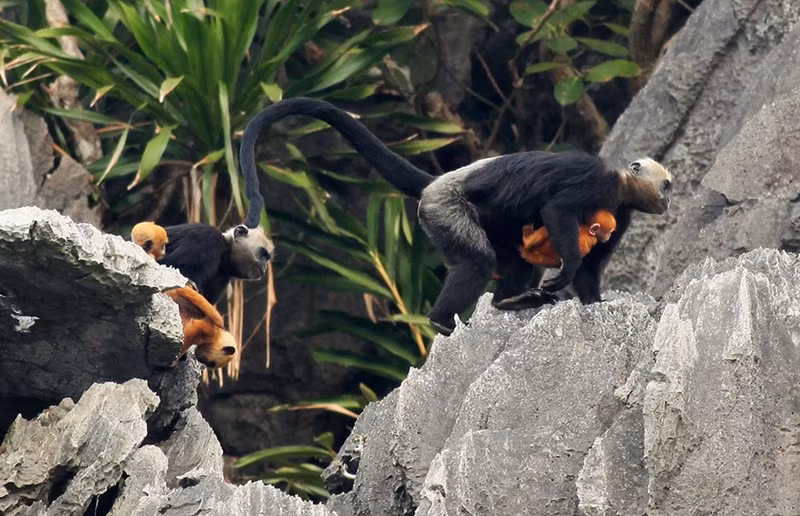 Le langur à tête blanche de Cat Bà figure dans le livre Rouge des espèces menacées à l'échelle nationale et même mondiale. Photo : baodautu Le langur à tête blanche de Cat Bà figure dans le livre Rouge des espèces menacées à l'échelle nationale et même mondiale. Photo : baodautu