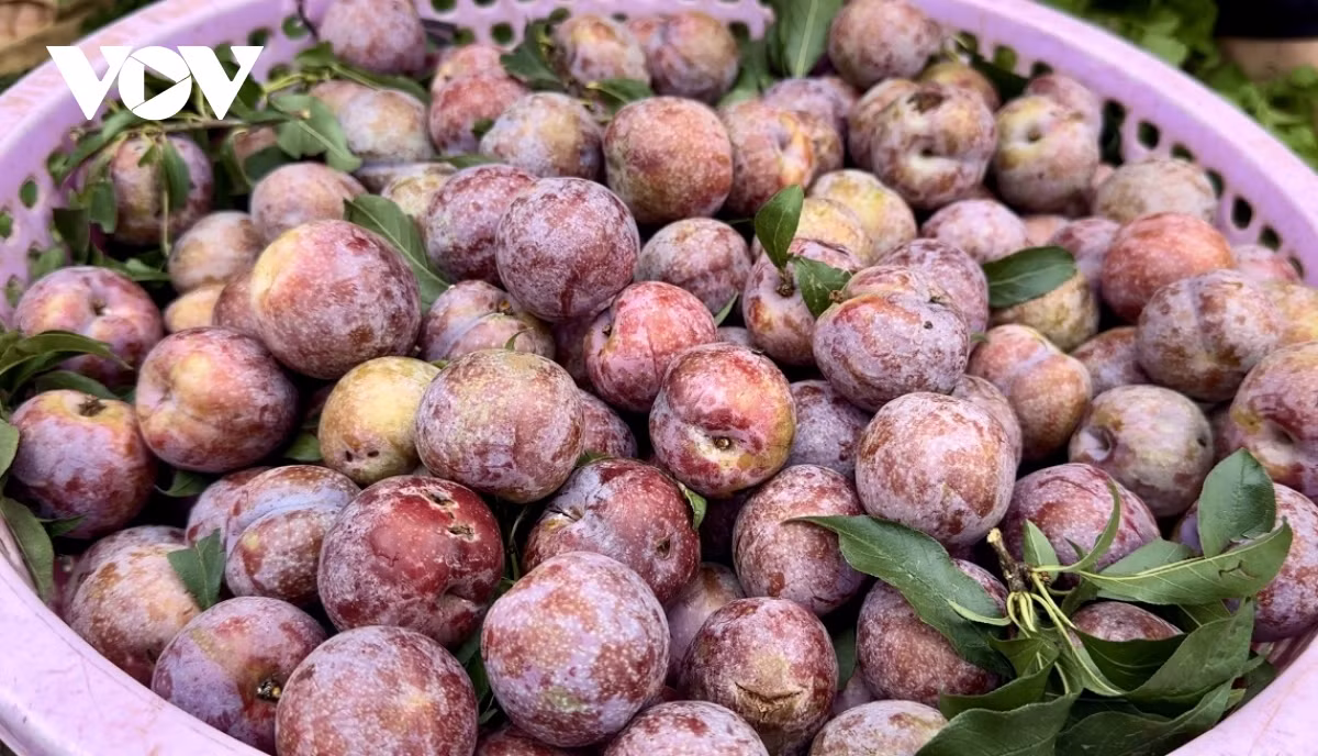 Comme les pruniers poussent dans un environnement pur, les prunes de Môc Châu sont réputées pour leur chair à la fois croquante, parfumée et juteuse. Elles ont donc un goût distinctif par rapport aux autres. Photo: VOV. Comme les pruniers poussent dans un environnement pur, les prunes de Môc Châu sont réputées pour leur chair à la fois croquante, parfumée et juteuse. Elles ont donc un goût distinctif par rapport aux autres. Photo: VOV.