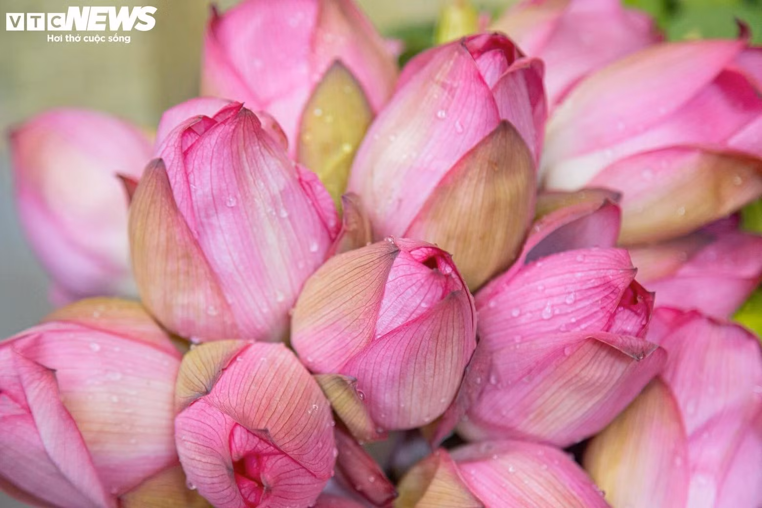 Le lotus Bach Diep est une variété de lotus célèbre de la capitale qui se distingue par sa fleur légère, grande et parfumée.