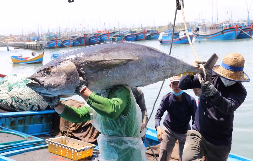 En 2023, le Vietnam est devenu le 5e exportateur mondial de thon, derrière la Thaïlande, l’Équateur, l’Espagne et la Chine.
