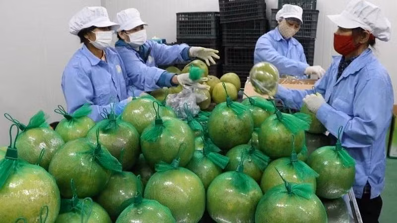 De grandes opportunités s’ouvrent aux entreprises vietnamiennes sur le marché britannique ảnh 1 De grandes opportunités s’ouvrent aux entreprises vietnamiennes sur le marché britannique ảnh 1