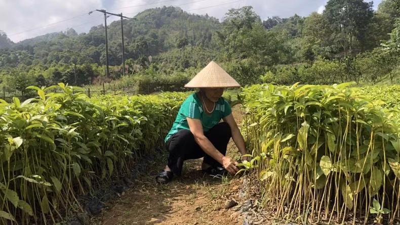 Le Vietnam s’est engagé à ramener ses émissions nettes à zéro d’ici 2050 et à réduire les émissions de gaz à effet de serre (méthane) de 30 % d’ici 2030, lors de la 26e Conférence des parties à la Convention-cadre des Nations Unies sur les changements climatiques (COP26). Photo: NDEL